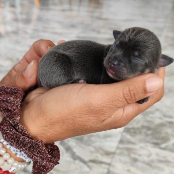 chiot Chihuahua Poil Long bleu roger leroy