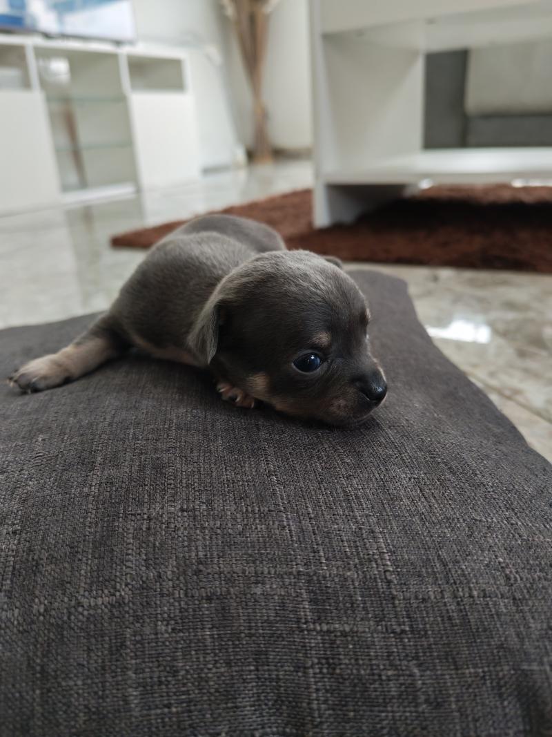 bluey Mâle Chihuahua Poil Long
