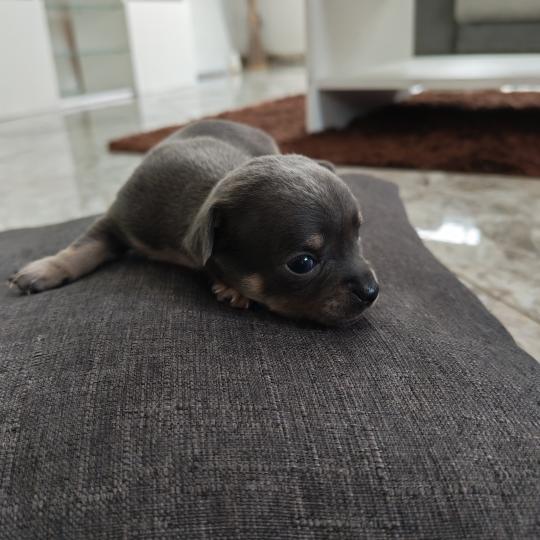bluey Mâle Chihuahua Poil Long