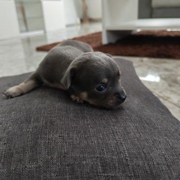 chiot Chihuahua Poil Long bleu bluey roger leroy