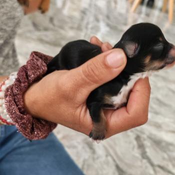 chiot Chihuahua Poil Long noir tan roger leroy