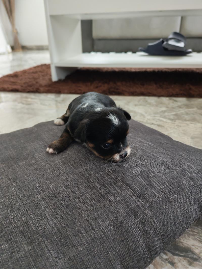 billie Femelle Chihuahua Poil Long