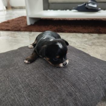 chiot Chihuahua Poil Long noir tan billie roger leroy