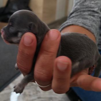 chiot Chihuahua Poil Long bleu roger leroy