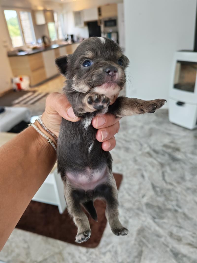 biscotte Femelle Chihuahua Poil Long