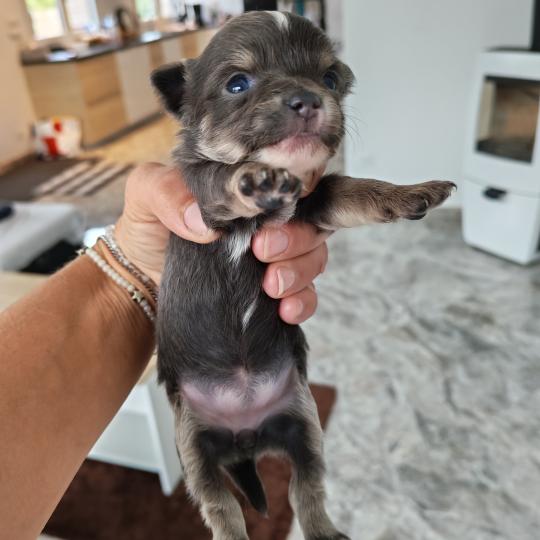 biscotte Femelle Chihuahua Poil Long