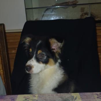 chien Berger australien ULKA roger leroy