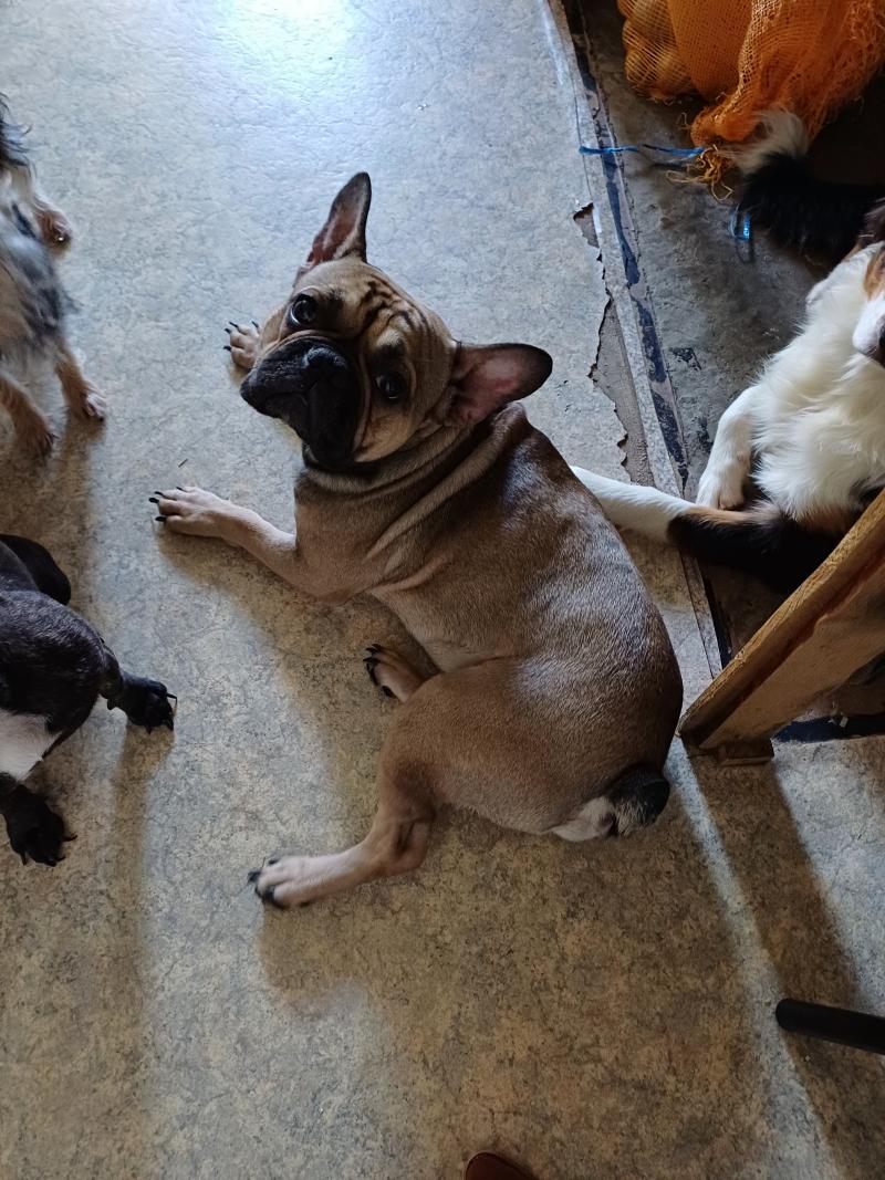 REX Mâle Bouledogue francais