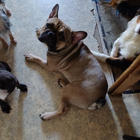 REX Mâle Bouledogue francais