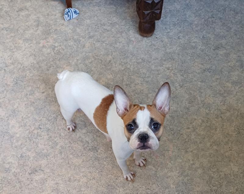 TESSA Femelle Bouledogue francais