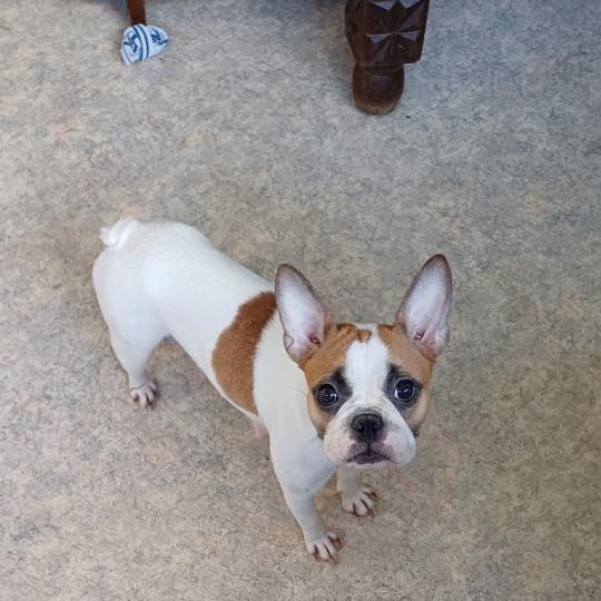 TESSA Femelle Bouledogue francais