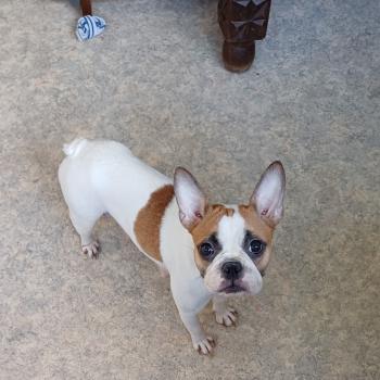 chien Bouledogue francais TESSA roger leroy