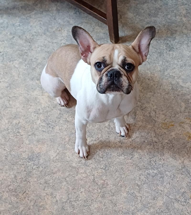 TOSCANE Femelle Bouledogue francais