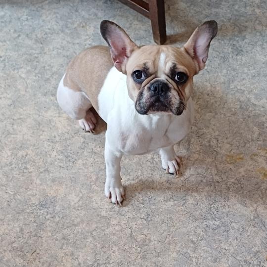 TOSCANE Femelle Bouledogue francais