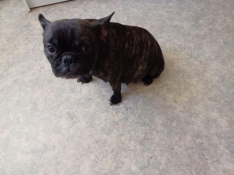 TYNA Femelle Bouledogue francais