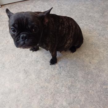 chien Bouledogue francais TYNA roger leroy
