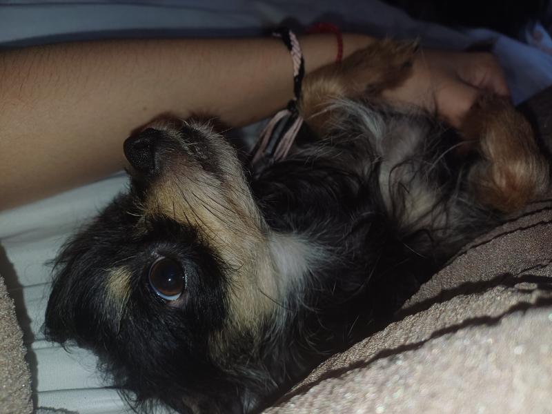 BENJY Mâle Chihuahua Poil Long