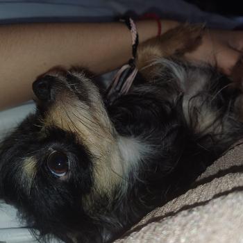BENJY Mâle Chihuahua Poil Long