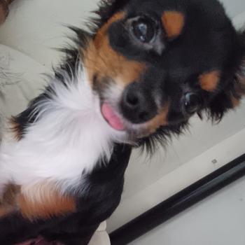 chien Chihuahua Poil Long STELLA roger leroy