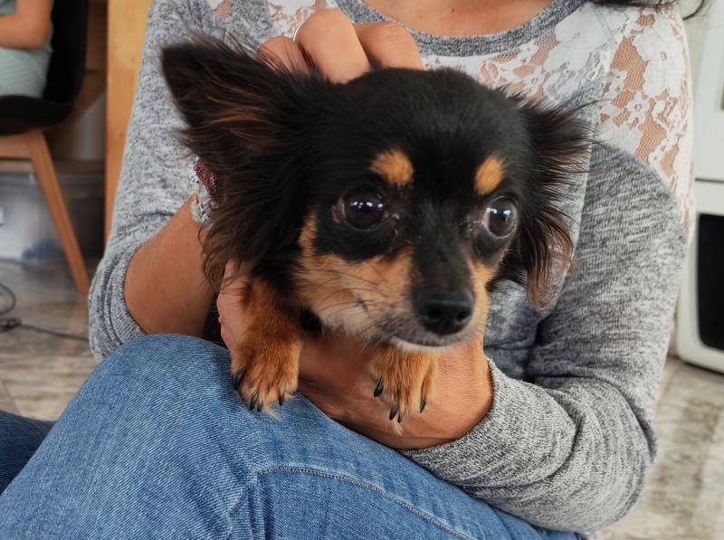 STELLA Femelle Chihuahua Poil Long