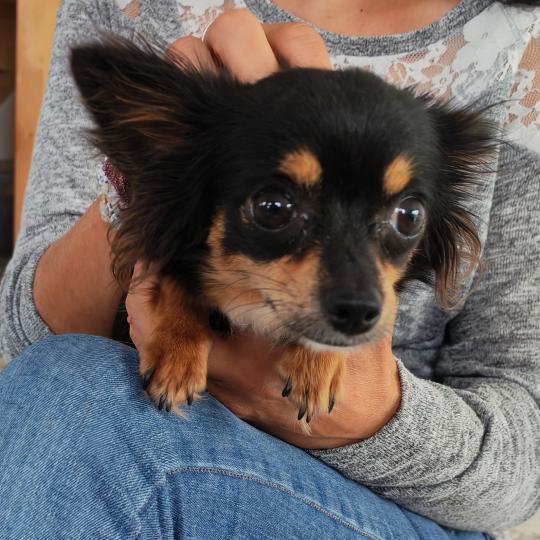 STELLA Femelle Chihuahua Poil Long
